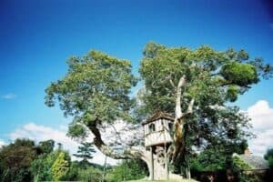 Pitchford treehouse